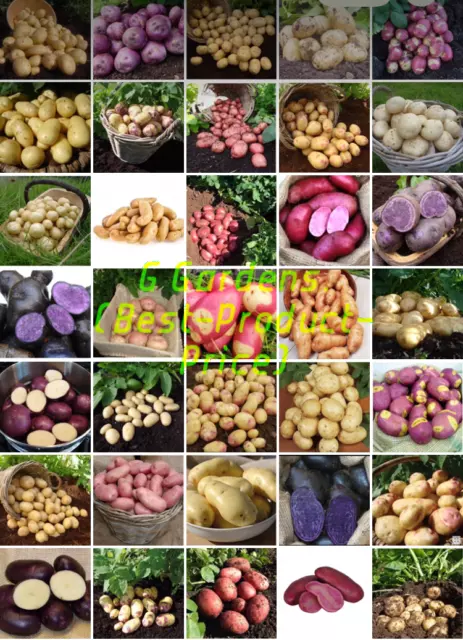 Seed Potato First Early Second Early Main Crop-Many Varieties 2kg- For Planting