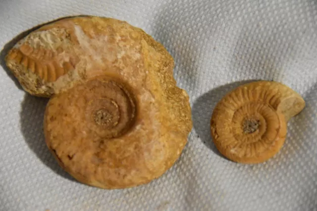 2 ammonites du callovien de Montreuil Bellay,, France 3