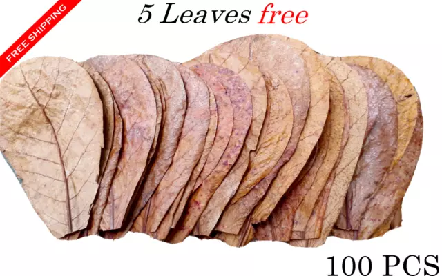 100Pcs Almond Leaves Catappa Ketapang Leaf Shrimp Betta Fish Aquarium Care