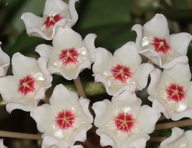 1 Stück  bewurzelte  Hoya carnosa Porzellanblume Wachsblume 3 Blatt mit Trieb