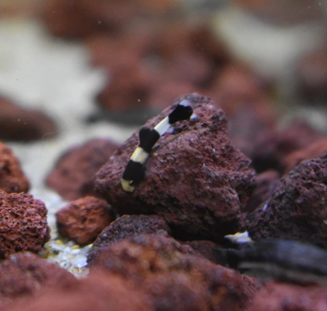 Live Panda Loach (Pack of 3 Rare Nano Freshwater Aquarium Fish) *PLS READ DESCR* 8