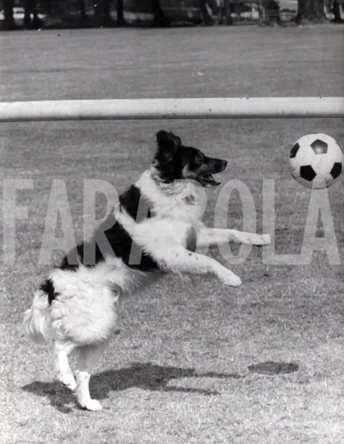 Foto vintage de archivio Animales Reino Unido Perro Futbolista Años 70 impresión