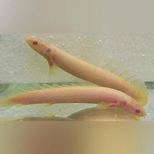 Albino Senegalese Bichir Juveniles Freshwater Live Tropical Fish High Quality A+