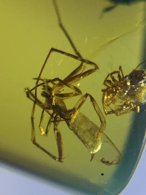 FOSSIL AMBER INSECT burmite Burmese Cretaceous Two Spiders Insects ...