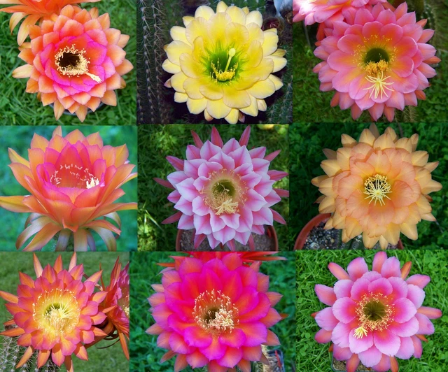 10 VERSCHIEDENE PFLANZEN Trichocereushybride Trichocereushybrid hybrid