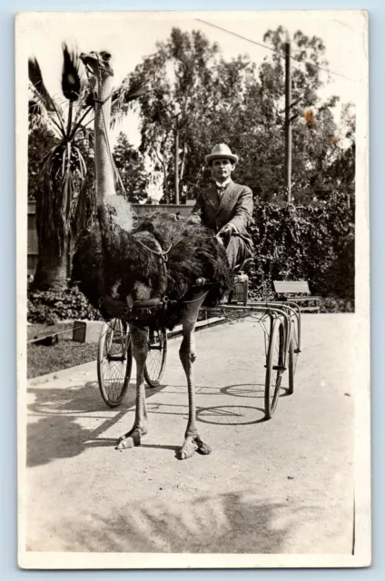 Animals Postcard RPPC Photo Man Riding Ostrich c1910's Unposted Antique