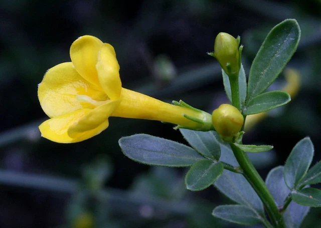 Paragraphe Porc Est Plus Que Jasmin Grimpant Exterieur Réussi Imiter Chargé - Foto 5