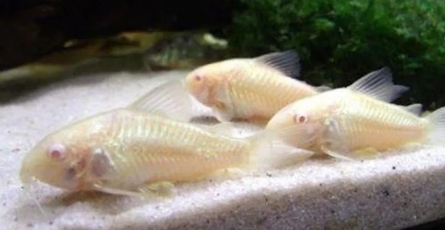 Corydoras Albino Cory Cats Live Fish Fresh Water Clean up Crew Tropical Aquarium