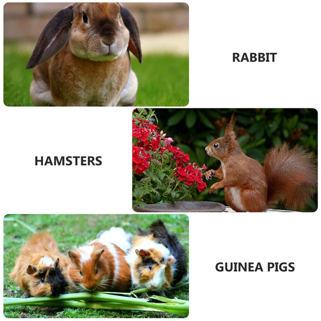 1 Set Schöne Dekorative Premium Hamster Spielzeug Für Käfig Chinchilla Hause 8
