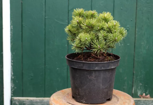 Kiefer Pinus mugo 'Mops'  Zwergkiefer 20 - 25 cm im Container