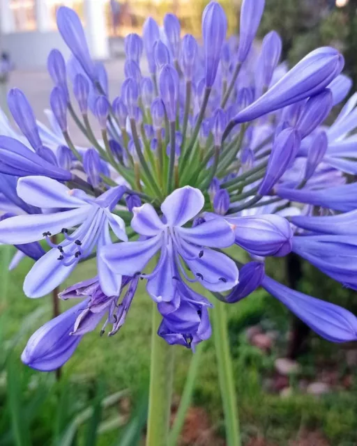 Agapanthus  Schmucklilie Liebesblume  Blau Pflanze Kübelpflanze