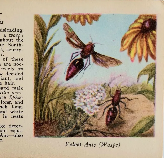 1927 Velvet Ant & Cricket Insect Print 2 Sided 1st Edition 3.25 x 5" Antique