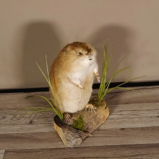Bisamratte Rata Preparado Nuevo Decoración Podio Altura 31CM para Animales 2