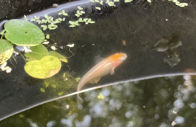 Red Cap Koi Medaka Ricefish Eggs 20+ Freshwater/Pond