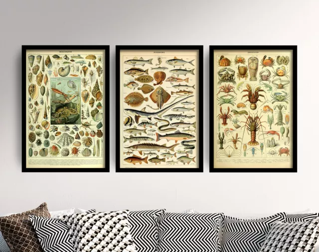 Set of Three Sea Creature Posters - Adolphe Millot Art Prints Fish Lobster Shell