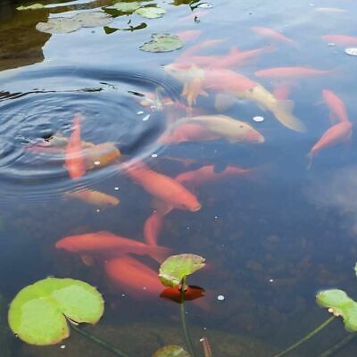 Live Fish RED Fantail Goldfish for fish tank, koi pond or aquarium