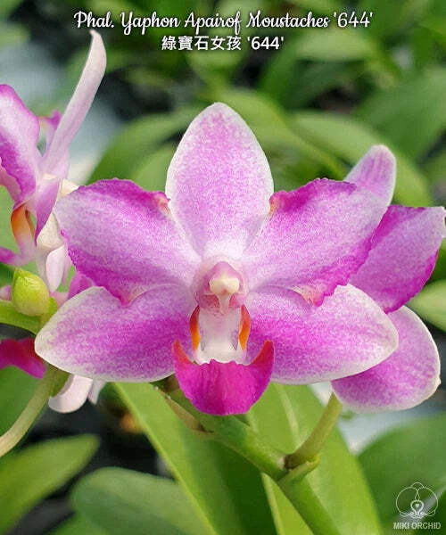 E02: Phal Yaphon Apairof Moustanches '644' 绿宝石女孩