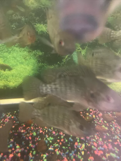 Blue Tilapia Cichlid Large 5-6”