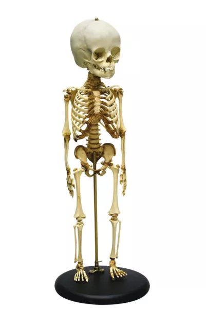 Fetus Skeleton 3D Model for Demo & Educational use. 2