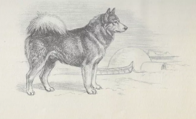American Eskimo - CUSTOM MATTED - Vintage Dog Art Print - 1942 Megargee