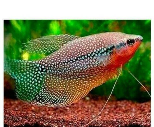 Pearl (Leeri) Gourami 1" - Also Known As Lace Or Mosaic Gourami