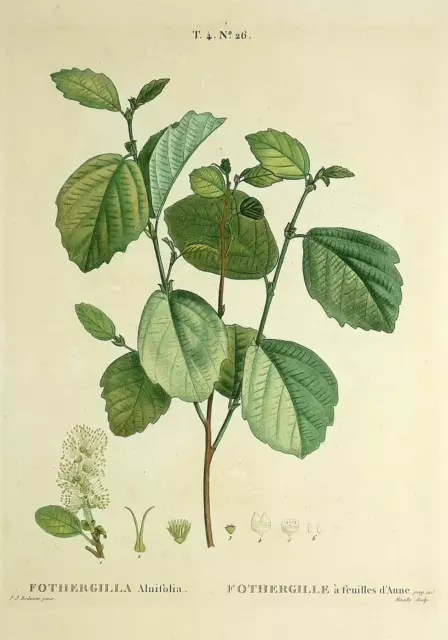 ZAUBERNUSS / Hamamelis - Fothergilla - Redouté - Farbkupferstich 1801-1819