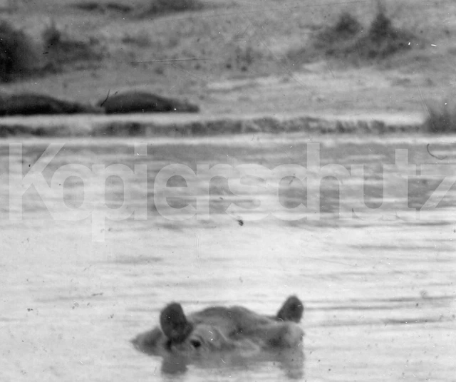 altes Foto Afrika Belgisch Kongo, Flusspferd, 1956, 10x7cm