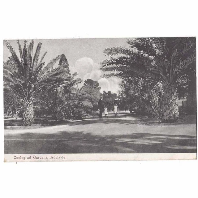 ADELAIDE Australia The Zoological gardens Postcard, Unused