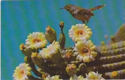 State Bird & State Flower-Arizona Cactus Wren & Saguaro Blossoms, Arizona