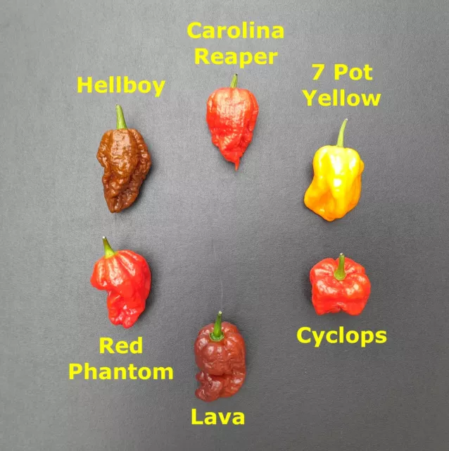 VERKAUF Worlds HEISSESTE Chilisamen - 6 Sorten - 24 Samen + KOSTENLOSE SAMEN - SET B1