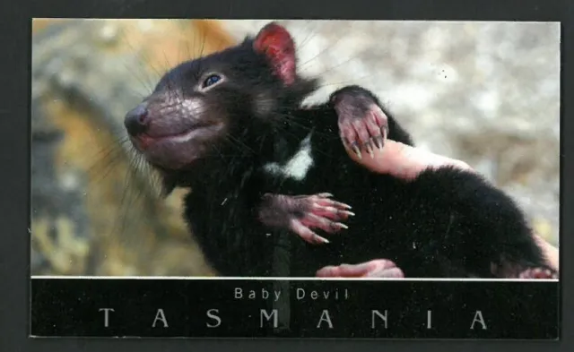 Tasmanian Devil Baby Fridge Magnet
