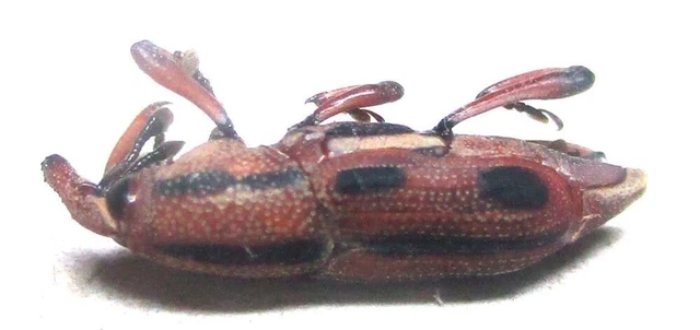 M003 PA : Anathymus species? 11mm