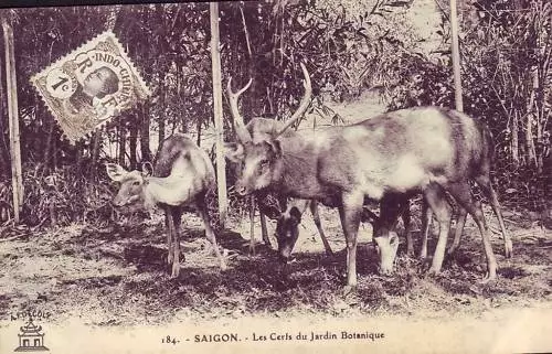 B2402+ Cpa Cochinchine Saïgon  Cerfs Jardin Botanique