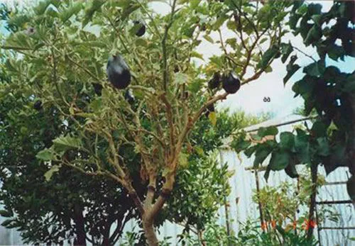 SOLANUM TORVUM - AUBERGINE, 50 graines + LIVRAISON GRATUITE