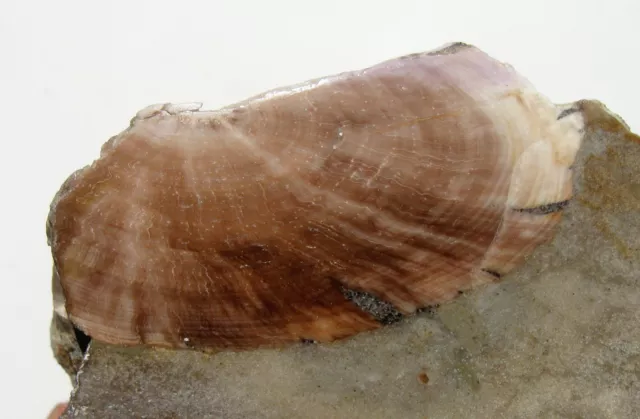 Petrified wood from Ukraine