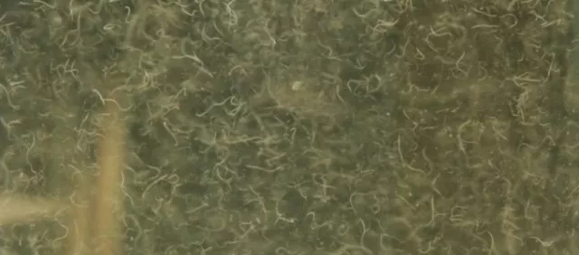 Vinegar eel starter culture LIVE  food for newborn bettas, Rams, Killfish