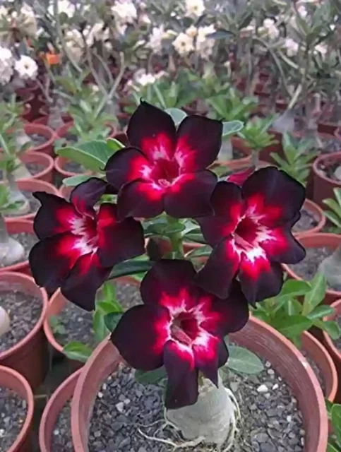 5 Semillas De Adenium Obesum (Rosa Del Desierto) Luang Lai - Frescas, Para Cultivo En Interior/exterior