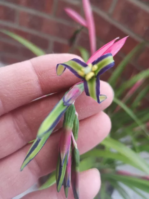 Billbergia nutans| Queens tears, Large Plant Collection Only