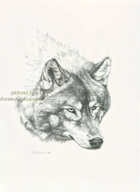 #363 WOLF portrait  * wildlife  art print *  pen & ink drawing by Jan Jellins