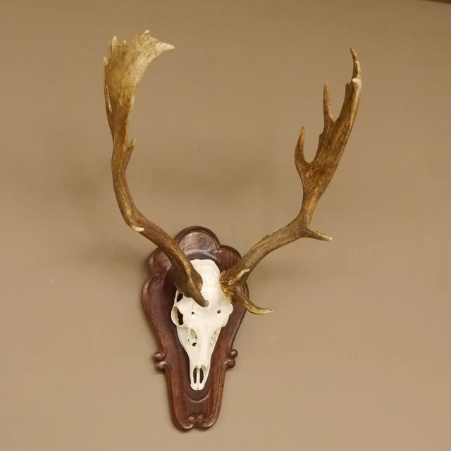 Produktbild von Rothirsch Geweih Hirschgeweih Hirsch Von Geweihe & Trophäen Krumholz , € 115,00
