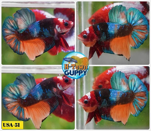 USA51 - Live Betta Fish - High Quality Grade - Multi Color Candy Nemo Galaxy Koi