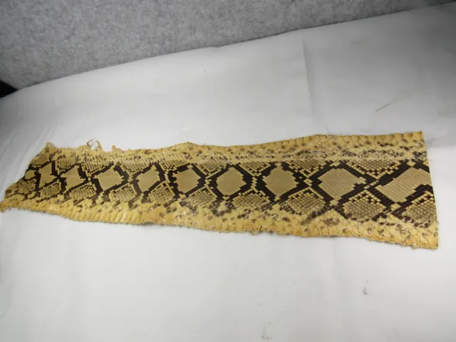 Rare Snake Skin Pelt Taxidermy Hide Craft