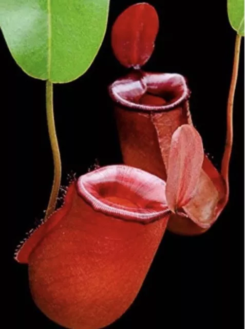 nepenthes ampullaria x ventricosa "Bloody Mary"