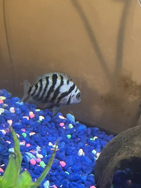 Baby Cichlid live fish For Sale 9