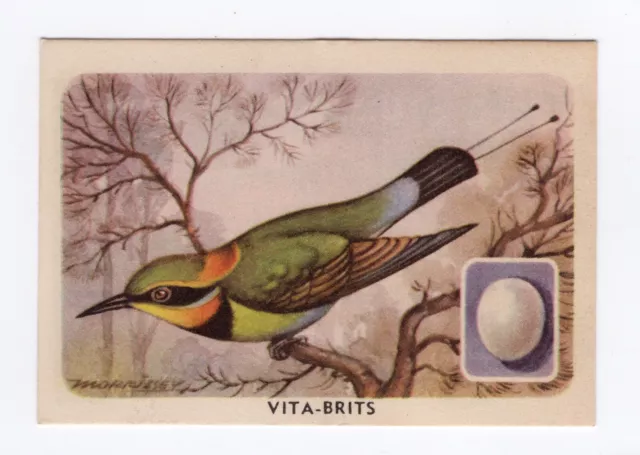 Vita Brits Birds of the World and their Eggs 1955. #27 Rainbow Bird