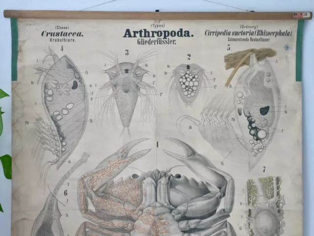 VINTAGE | SCHULWANDKARTE ARTHROPODA Crustace  |  DR.LEUCKART | SCHOOL WALL CHART 3