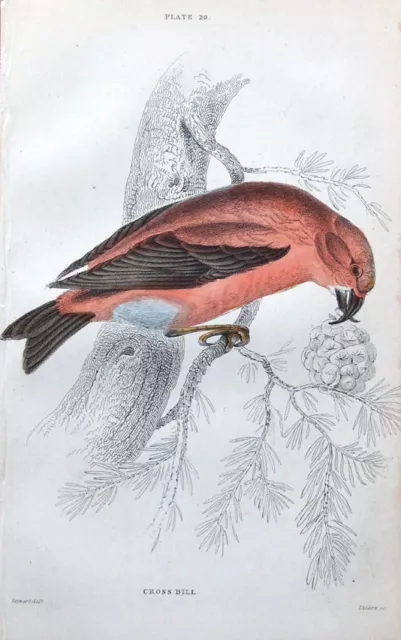 CROSSBILL  Jardine hand coloured antique bird print 1838