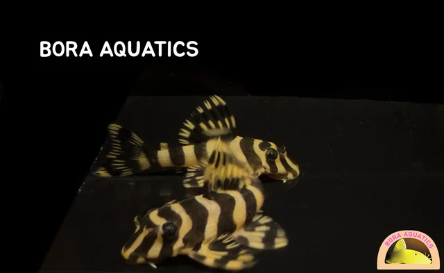 (1) L134 Leopard Frog Pleco - High Quality Pleco (1.7 in + / 4.3 cm +)
