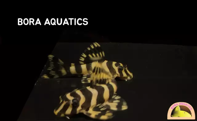 (10) L134 Leopard Frog Pleco - High Quality Pleco (1.4 in + / 3.5 cm +)