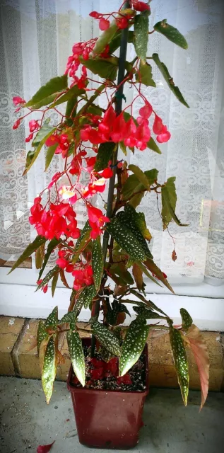 GIFT Rare Begonia Cutting Coccinea Begoniaceae White Dots on Angel Wing leaves